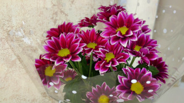 Картинка цветы хризантемы