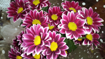 Картинка цветы хризантемы