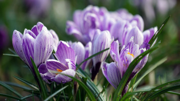 Картинка цветы крокусы