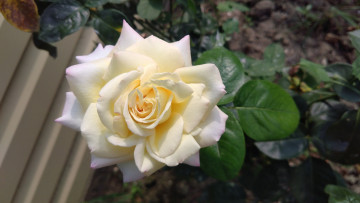 Картинка цветы розы цветок