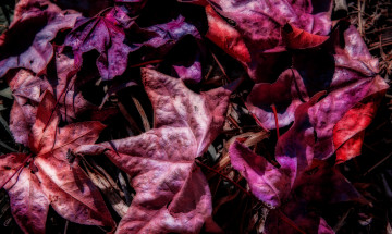 Картинка природа листья