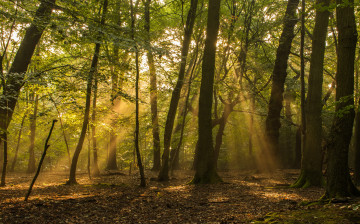 Картинка природа лес простор