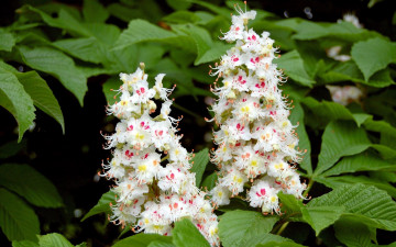 Картинка цветы цветущие+деревья+ +кустарники каштан