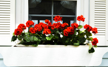 Картинка цветы герань