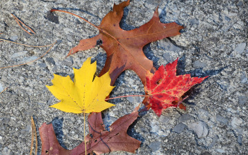 Картинка природа листья