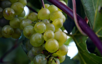 Картинка природа Ягоды +виноград гроздь