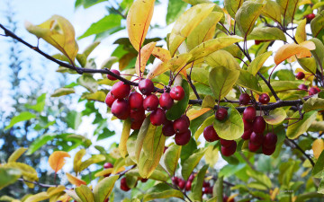 Картинка природа Ягоды кизил
