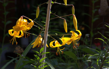 Картинка цветы лилии +лилейники