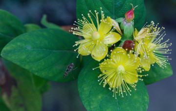 Картинка цветы луговые+ полевые +цветы жёлтые