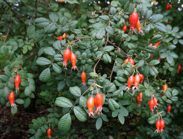 Обои картинки фото природа, Ягоды, куст