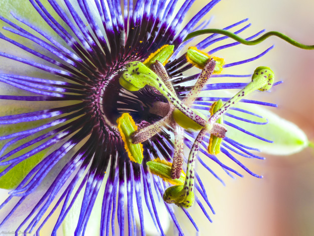 Обои картинки фото цветы, пассифлора, пасифлора