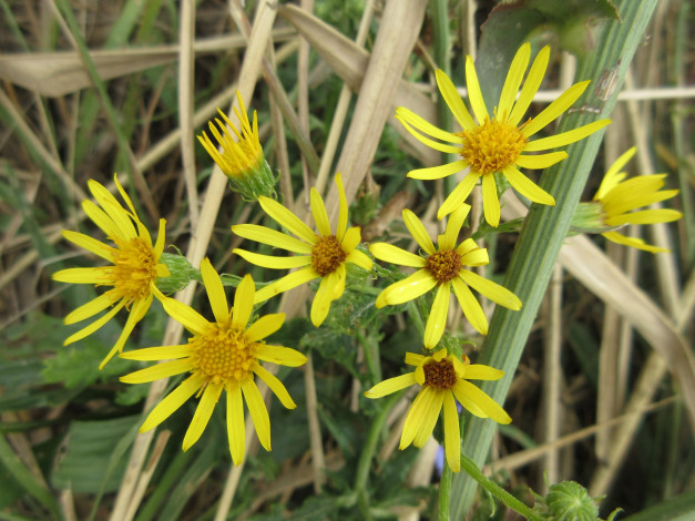 Обои картинки фото цветы, луговые , полевые,  цветы, макро