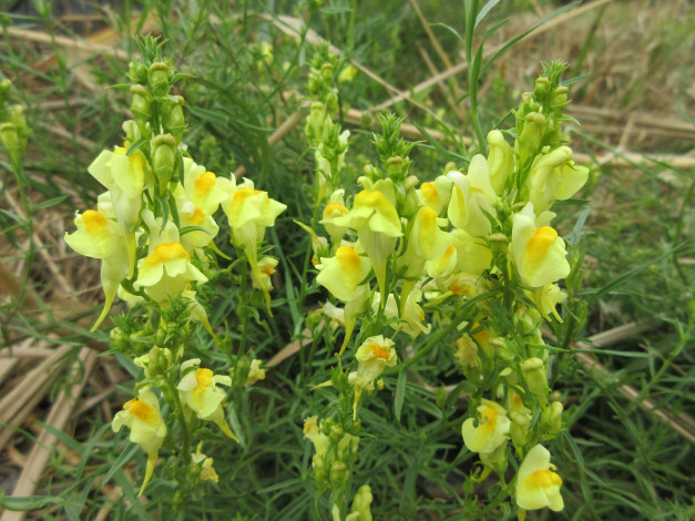 Обои картинки фото цветы, луговые , полевые,  цветы, макро