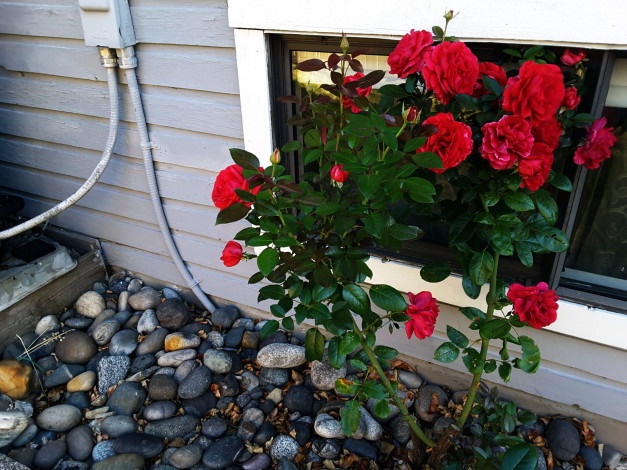 Обои картинки фото цветы, розы, красный