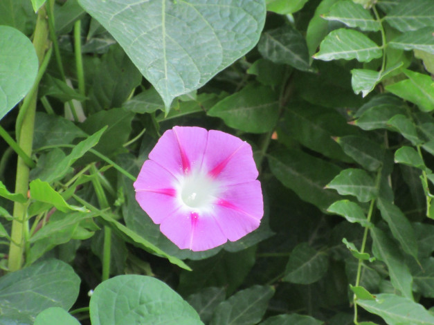 Обои картинки фото цветы, вьюнки,  ипомеи, вьюнок