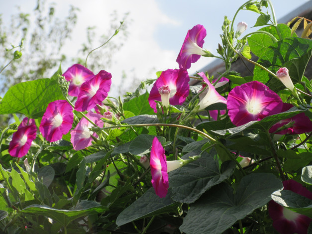 Обои картинки фото цветы, вьюнки,  ипомеи, вьюнок