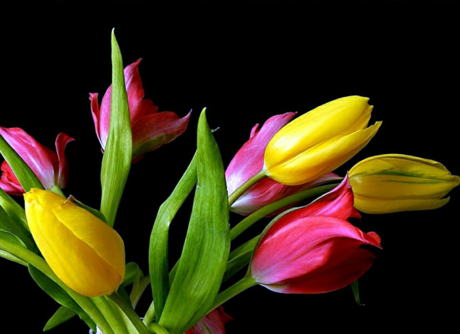 Обои картинки фото цветы, тюльпаны, бутоны