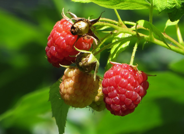 Обои картинки фото природа, Ягоды, малина