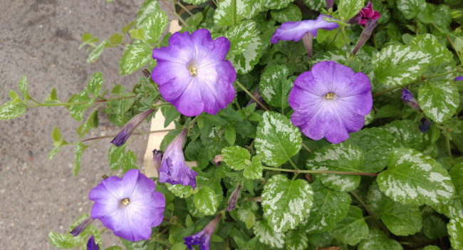 Обои картинки фото цветы, петунии,  калибрахоа, клумба