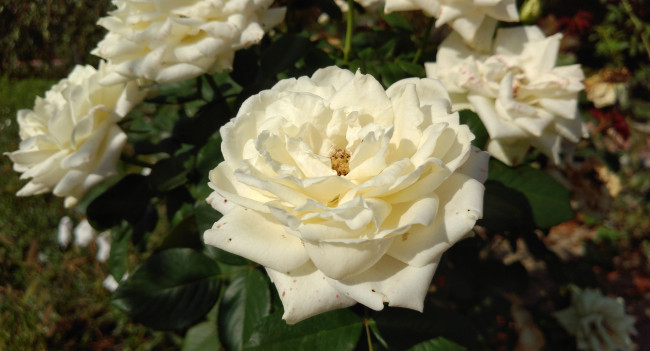 Обои картинки фото цветы, розы