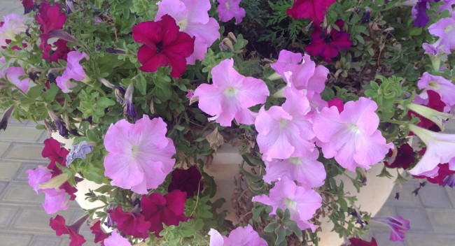 Обои картинки фото цветы, петунии,  калибрахоа, клумба