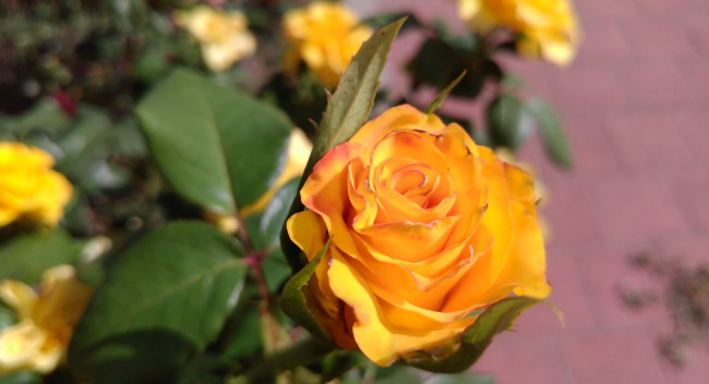 Обои картинки фото цветы, розы, жёлтая