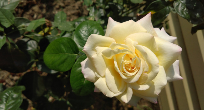 Обои картинки фото цветы, розы, жёлтая