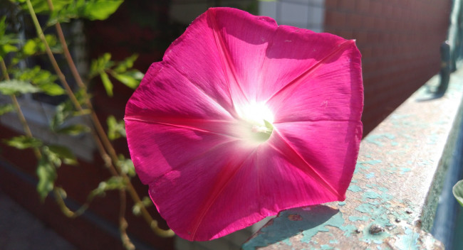 Обои картинки фото цветы, вьюнки,  ипомеи, розовый