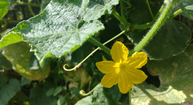 Обои картинки фото цветы, цветущие овощи,  ягоды, огурец