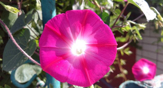 Обои картинки фото цветы, вьюнки,  ипомеи, розовый