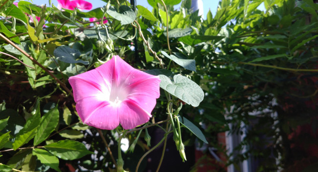 Обои картинки фото цветы, вьюнки,  ипомеи, розовый