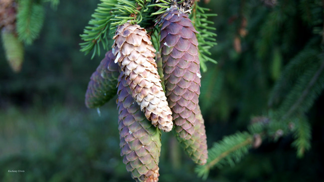 Обои картинки фото природа, шишки,  жёлуди,  каштаны