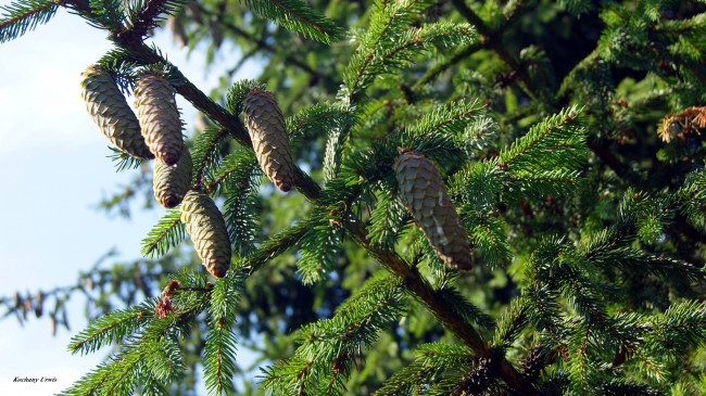 Обои картинки фото природа, шишки,  жёлуди,  каштаны, сосна