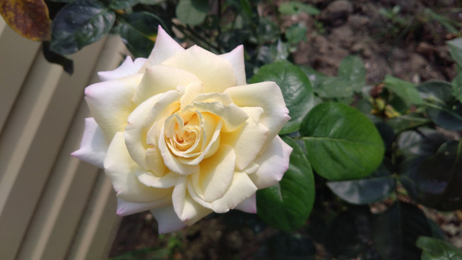 Обои картинки фото цветы, розы, цветок