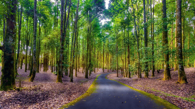 Обои картинки фото природа, дороги, лес, дорога, осень