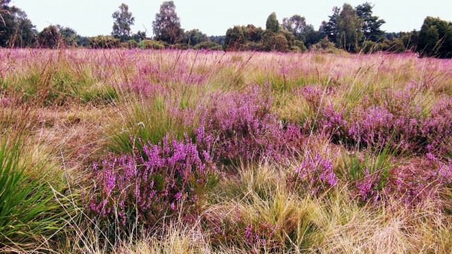Обои картинки фото природа, луга, вереск