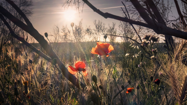 Обои картинки фото природа, восходы, закаты, простор