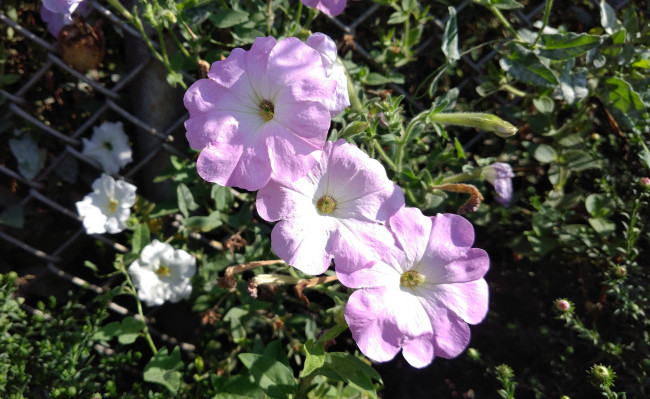 Обои картинки фото цветы, петунии,  калибрахоа, трио