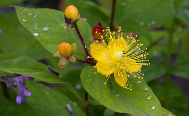 Обои картинки фото цветы, луговые , полевые,  цветы, макро