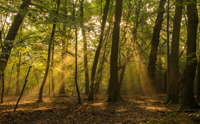 Обои картинки фото природа, лес, простор