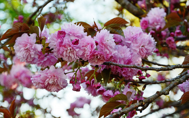 Обои картинки фото цветы, сакура,  вишня