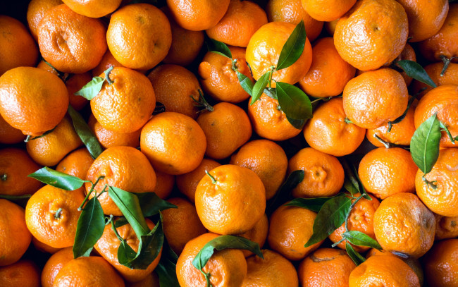 Обои картинки фото еда, цитрусы, много, мандарины