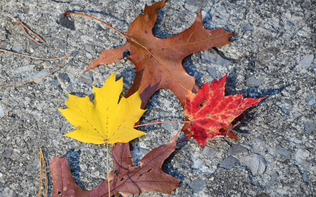 Обои картинки фото природа, листья