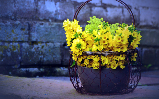 Обои картинки фото вербейник, цветы