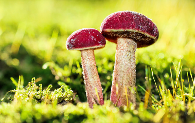 Обои картинки фото природа, грибы