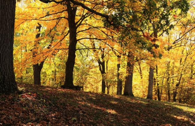 Обои картинки фото природа, лес, осень