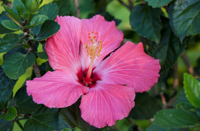 Обои картинки фото цветы, гибискусы, лето, кустарник, цветение, цветок, гибискус