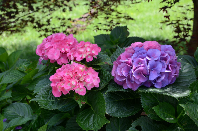 Обои картинки фото цветы, гортензия