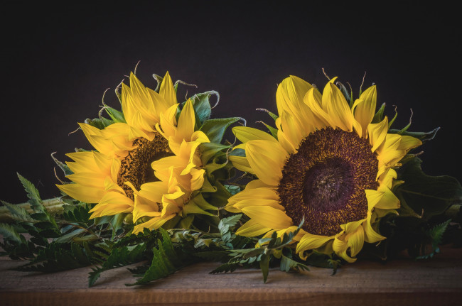 Обои картинки фото цветы, подсолнухи, подсолнух, лепестки, желтый