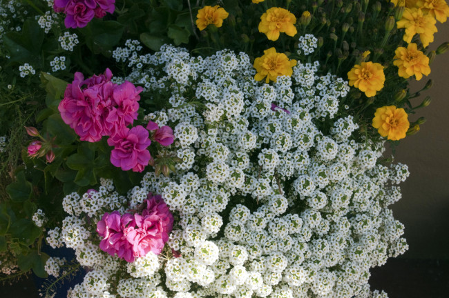 Обои картинки фото цветы, разные вместе, бархатцы, герань